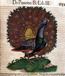 The peacock after the Historia Animalium by Conrad Gesner, Tiguri 1560. Biblioteca nazionale Braidense. Milan