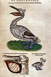 The pelican from “Historiae animalium” by Konrad Gesner, Tiguri.