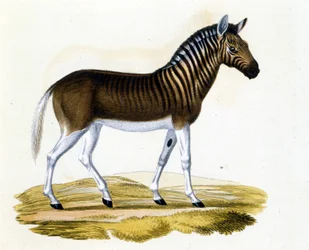 The quagga (couagga), an animal disappeared around 1870: it was a mammal close to the horse and zebra with stripes on the neckline and head. Engraving from the end of the 19th century