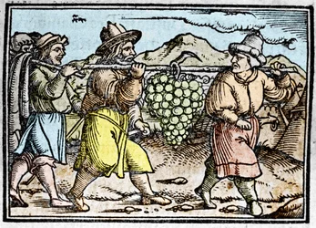 The return of Joshua and Caleb with a huge bunch of grapes from the land of Canaan (Promised Land). Chronicle by Johann Stumpff Den edlen strucen besten fromen