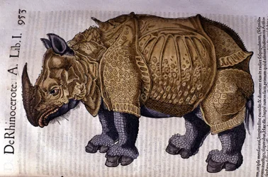 The rhinoceros after Historia Animalium by Conrad Gesner 1560