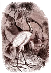The Sacred Ibis of Egyptians