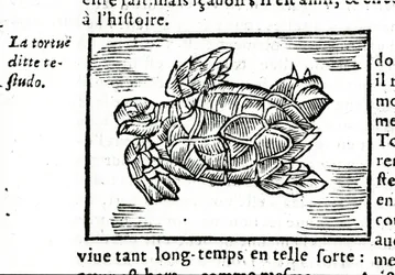 The Sea Turtle, After the Treatise of Gerolamo Cardano 