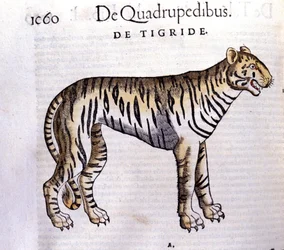 The Tiger - in Historia Animalium by Conrad Gesner (1516 - 1565), Tiguri