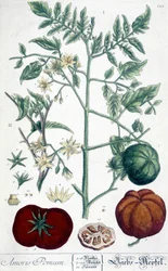Tomato, Botanical Board