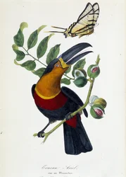 Toucan Ariel on a Muscadier and Butterfly Protesilas - in 