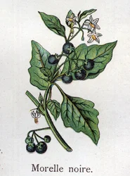 Poisonous botanical plants: Black nightshade. Engraving in “The Natural Medication”, by Friedrich Eduard Bilz (1842-1922)