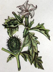 Venomous botanical plants: stramonium of thorn apple. Engraving in 