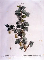 White currant or mackerel: 19th century botanical board