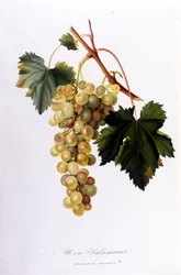 White grapes. 19th century engraving.