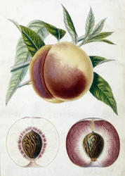 White Peach