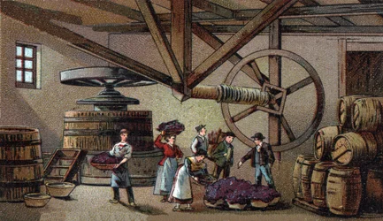 Wine production: wine press of the hospice of Beaune