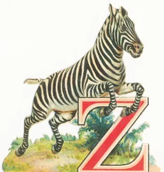 Zebra