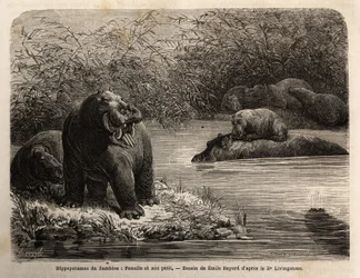 Zambese Hippopotamus: female and her young refreshing in the river