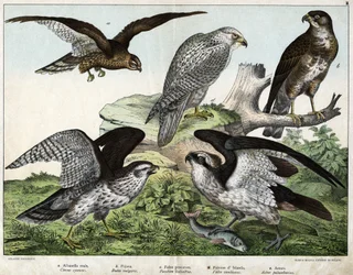 Eagle or royal busard, nozzle, fisherman falcon, Iceland falcon, around = astore - in 