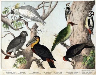 a: Grey parrot (Psittacus erithacus), b: Cockatoo (Cacatua galerita), c: Toucan (Ramphastos temminckii), d: Black woodpecker (Picus martius), e: Green woodpecker (Gecinus viridis), f: Lesser spotted woodpecker (Dendrocopus minor) - “Natural History of