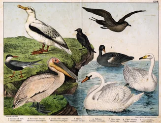 a: Common tern (Sterna hirundo), b: Pomarine skua (Stercorarius pomarinus), c: Storm petrel (Thalassidroma pelagica), d: Albatross (Diomedea exulans), e: Pelican (Pelecanus onocrotalus), f: Mute swan (Cygnus olor), g: Whooper swan (Cygnus cygnus), h: Wild 
