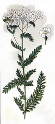 Illustration in 
