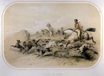 A wolf hunt