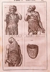 Anatomical board representing: the dimensions, muscles of the abdomen, intestines and stomach (engraving in "Anatomia Corporis Humani" by Juan Valverde De Amusco, Table I, Book III)