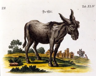 Ankey. 18th century representation