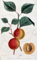 Apricot - botanical board