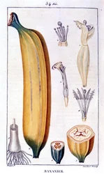 Banana tree