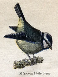Birds Useful to Agriculture: Blue-headed Meanange