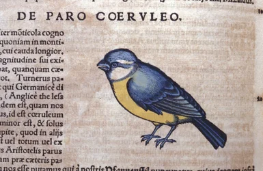 Blue Passerine - in Historia Animalium by Conrad Gesner, Tiguri