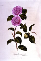 Botanical Board: Camelia. 19th Century Engraving