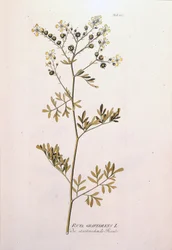 Botanical board: rue officinale (Ruta graveolens). In 