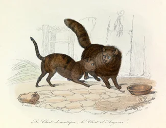 Cats: Domestic and Angora; Cuvier and Linnaean Classification (engraving)