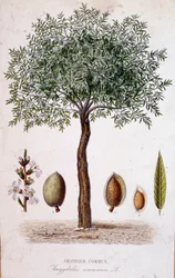 Common almond tree - botanical board