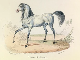 Complete Works of Buffon with Linnean Nomenclature and the Classification of Cuvier: The Animals: Arabian Horse (engraving)