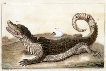 Crocodile of Surinam (Cayman) - in 