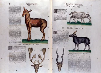 Deer and antelope in Historia Animalium by Conrad Gesner (1516 - 1565), Tiguri