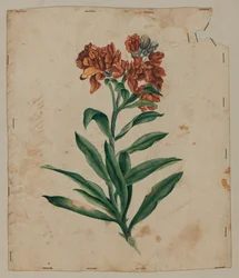 Design Drawing, early 18th century