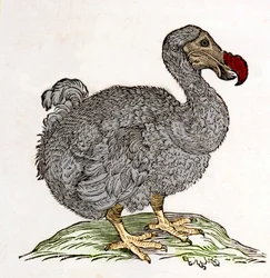 Dodo or Dronte. Bird Disappeared