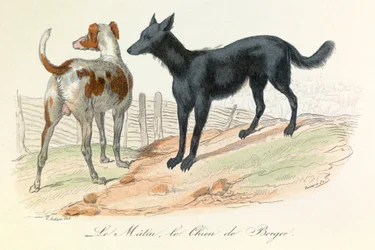 Dog and Matin, Two Animals Classified by Linnean and Cuvier (engraving)