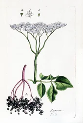 Elderberry