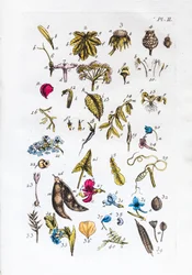 Elementary table of figures and their names in Flora Parisiensis