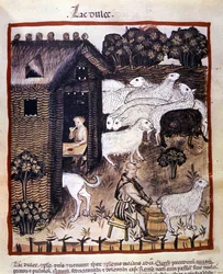 Farm work: milking sheep to produce milk and cheese. Illumination from 