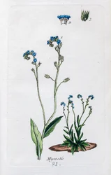 Forget-me-nots