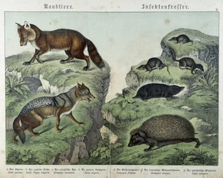 Fox, Silver Fox, Shrews, Mole and Hedgehog - in 