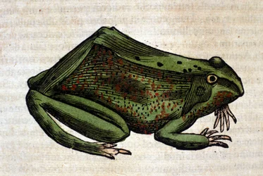 Frog from the Historia Animalium by Conrad Gessner, Tiguri 1560. Biblioteca nazionale Braidense. Milan