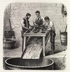 Grading the grapes on a grid during the process of making the wine of superior quality from Burgundy. Engraving from the end of the 19th century