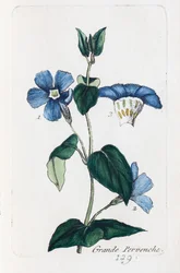 Great Periwinkle