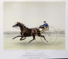 Horse riding: Shepherd F. Knapp, trotter - in 
