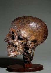 Human anatomical head made by means of wax injections