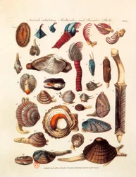 Illustrated page representing the different species of bivalve and multivalve animals